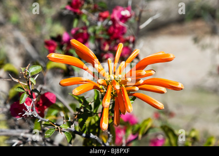 Incredibile arancione fiamma messicano vine flower è impostato su off circostante da scarlet bougainvillea Oaxaca Messico Foto Stock