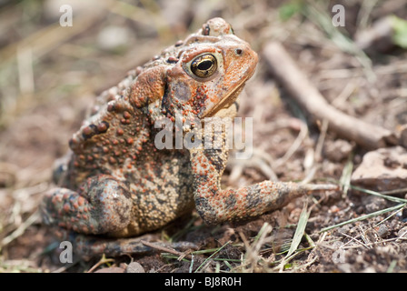 American toad, Bufo americanus; femmina, nativo di EST negli Stati Uniti e in Canada Foto Stock