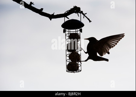 Lo Sturnus vulgaris. Silhouette di Starling su un grasso alimentatore a sfera pendente da un albero in un giardino. Regno Unito Foto Stock
