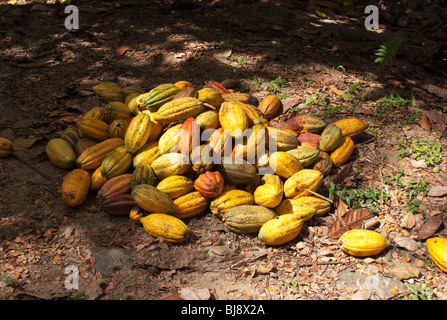 Un palo di colmo di raccolte di recente il cacao Cialde Tobago Caraibi Foto Stock