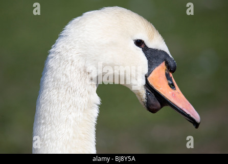 Cigno Cygnus olor ritratto del singolo adulto Gosport, Regno Unito Foto Stock