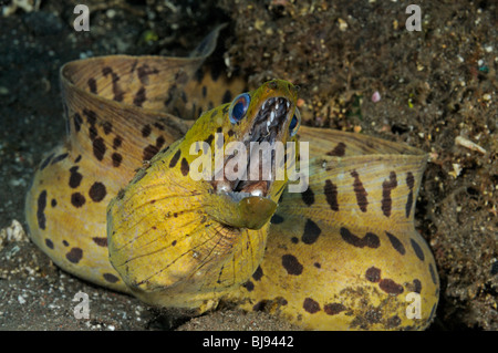 Gymnothorax fimbriatus spot-face moray, Fimbriated moray, Tulamben, Bali, Indonesia, Indo-pacifico Ocean Foto Stock