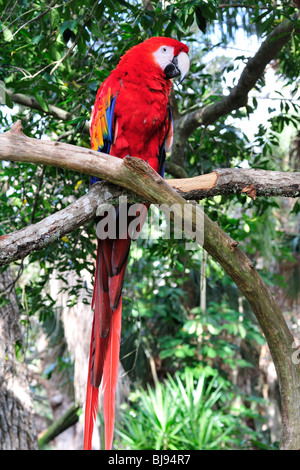 Scarlet Macaw (Ara macao) al Sant'Agostino Alligator Farm Foto Stock