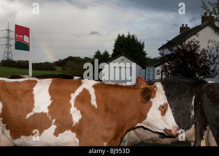 Vacche passando da casa in vendita, Irlanda del Nord Foto Stock