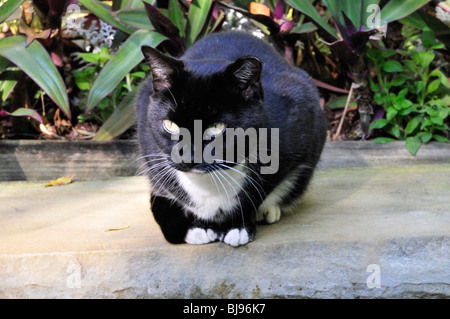 Un bianco e nero (smoking) gatto bianco con zampe anteriori si rilassa su un banco di lavoro Foto Stock