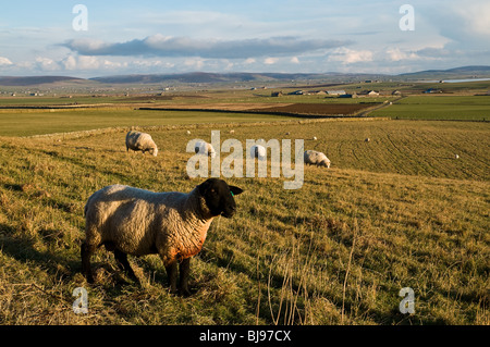 Dh Orcadi Allevamento Ovino Orkney campagna di campi di fattoria pecore Suffolk ram Foto Stock
