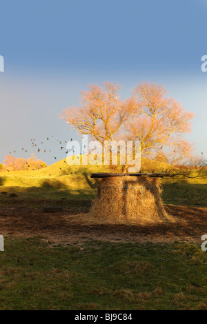 Motte e bailey castle yelden bedfordshire home counties Inghilterra uk europa Foto Stock