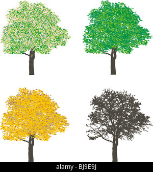 Albero in quattro sezioni delle quattro stagioni primavera, estate, autunno e inverno Foto Stock