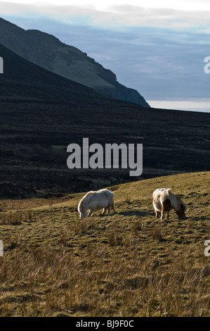 Dh Braebister HOY ORKNEY due pony Shetland il pascolo su terreni accidentati moorland pascolo Foto Stock