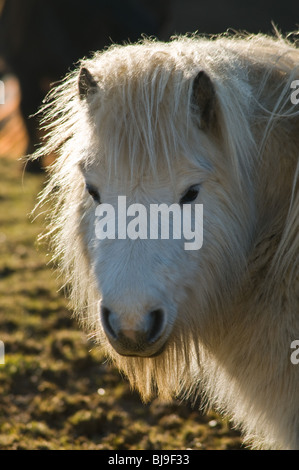 dh Shetland pony SHETLAND PONY UK Chiudi ritratto bianco Ponies faccia testa closeup cavallo Scozia Orkney Foto Stock