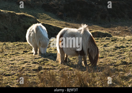 Dh Braebister HOY ORKNEY due pony Shetland il pascolo su terreni accidentati moorland pascolo Foto Stock