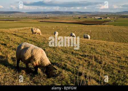 Dh Orcadi Allevamento Ovino Orkney campagna i campi agricoli Suffolk pecore al pascolo della ram Foto Stock