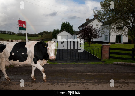 Mucca passando da casa in vendita, Irlanda del Nord Foto Stock