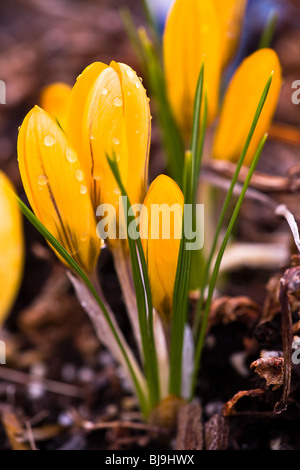 Crocus è un genere di fiori appartenenti alla famiglia di iris e sono state ampiamente coltivata ma sono nativi da inferiore per le elevazioni alpino di boschi e prati. Foto Stock