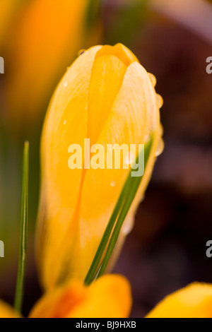 Crocus è un genere di fiori appartenenti alla famiglia di iris e sono state ampiamente coltivata ma sono nativi da inferiore per le elevazioni alpino di boschi e prati. Foto Stock