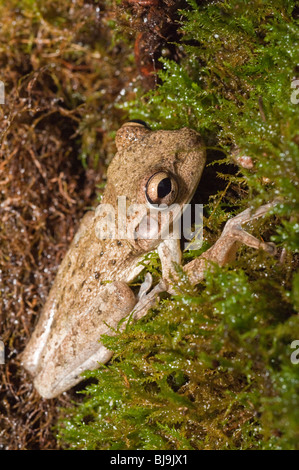 Cuban raganella, Osteophilus septentrionalis, nativo di Cuba, Bahamas, Isole Cayman Foto Stock