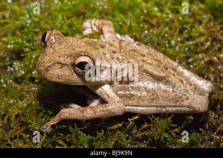 Cuban raganella, Osteophilus septentrionalis, nativo di Cuba, Bahamas, Isole Cayman Foto Stock