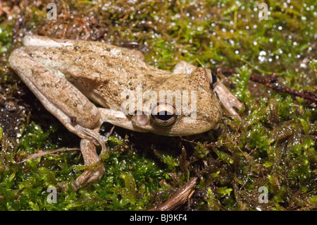 Cuban raganella, Osteophilus septentrionalis, nativo di Cuba, Bahamas, Isole Cayman Foto Stock