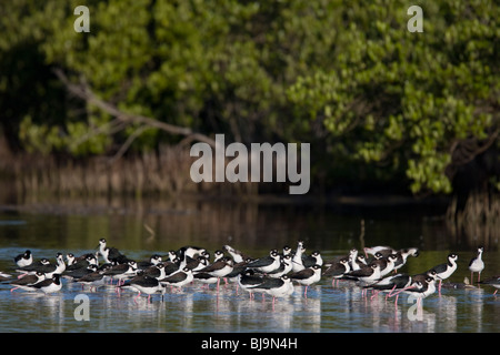 Nero-COLLI (STILT Himantopus mexicanus) gruppo, Las Salinas Wildlife Sanctuary, Zapata, Cuba. Foto Stock