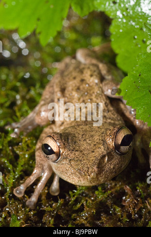 Cuban raganella, Osteophilus septentrionalis, nativo di Cuba, Bahamas, Isole Cayman Foto Stock