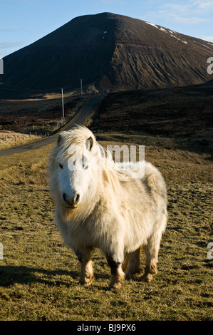 Dh Braebister HOY ORKNEY White pony Shetland La brughiera e Ward Hill Foto Stock