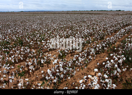 Campo di cotone, Texas Foto Stock