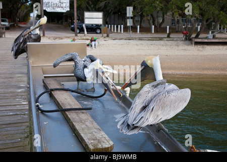 Pellicano marrone (Pelecanus occidentalis) appollaiato sul pesce dissipatore di pulizia lungo il fiume Tolomato vicino a Sant'Agostino, Florida Foto Stock