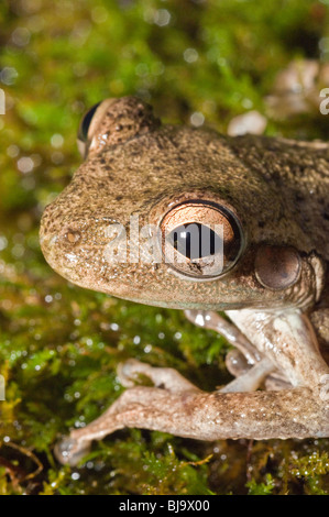 Cuban raganella, Osteophilus septentrionalis, nativo di Cuba, Bahamas, Isole Cayman Foto Stock