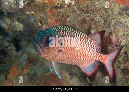 Shadowfin soldierfish in Raja Ampat, Oceano Pacifico. Foto Stock