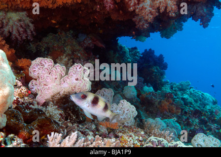 Doublebar goatfish in Raja Ampat, Oceano Pacifico Foto Stock