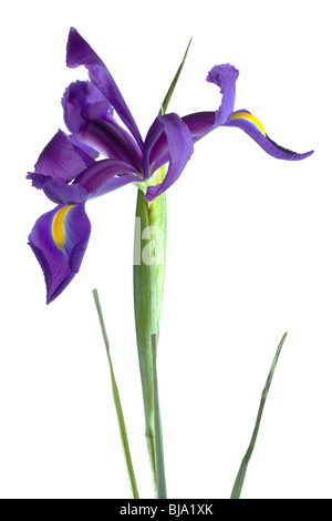 Unico viola olandese iris isolati su sfondo bianco Foto Stock