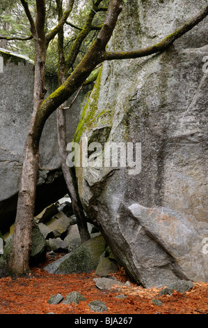 Due alberi fra due giganteschi massi nel Parco Nazionale di Yosemite Foto Stock