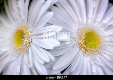 Close up White Gerbera Daisy Sumurai. Foto Stock