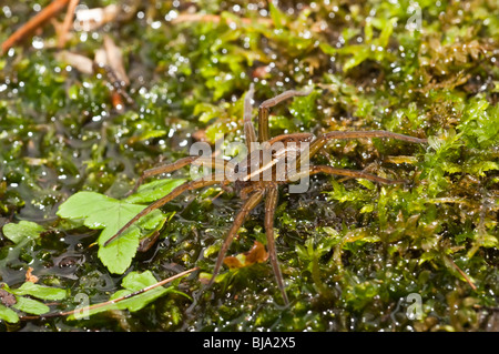Sei pesca maculato spider, Dolomedes triton, nativo per il Nord America Foto Stock