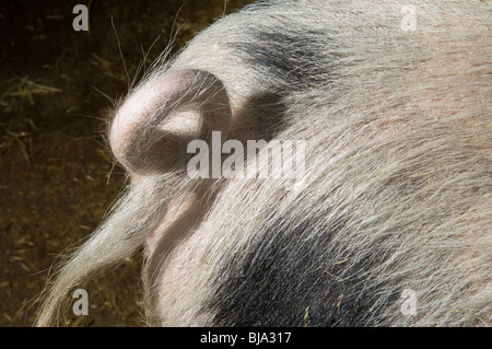 Riccio di coda di suini. Foto Stock