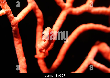 Cavalluccio marino pigmeo sul corallo rosso in Raja Ampat off Papua Foto Stock