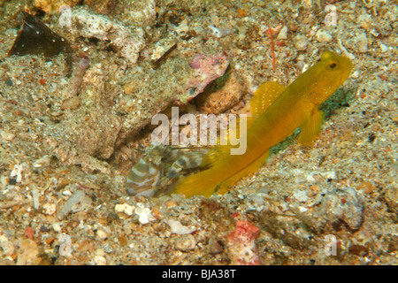 Nastrare shrimpgoby in Raja Ampat, Oceano Pacifico. Foto Stock