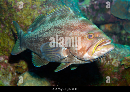 Yellowmouth cernia nel Golfo del Messico Foto Stock