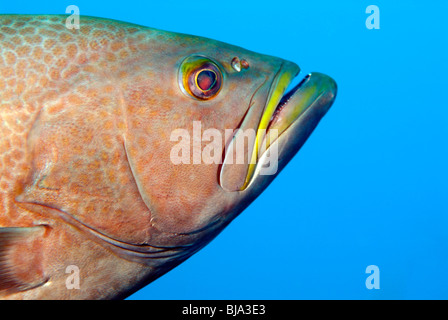 Yellowmouth cernia nel Golfo del Messico Foto Stock