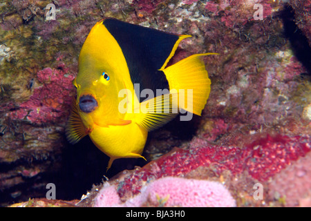 Rock bellezza nel Golfo del Messico Foto Stock