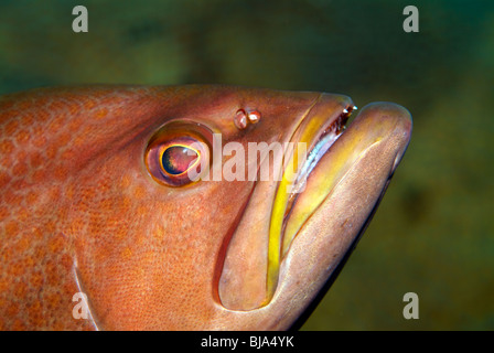 Yellowmouth cernia nel Golfo del Messico Foto Stock