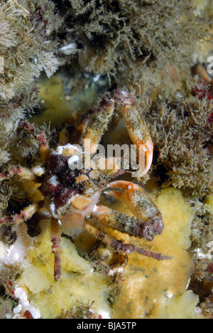 Northern kelp crab nel sud l'isola di Vancouver, Oceano Pacifico Foto Stock