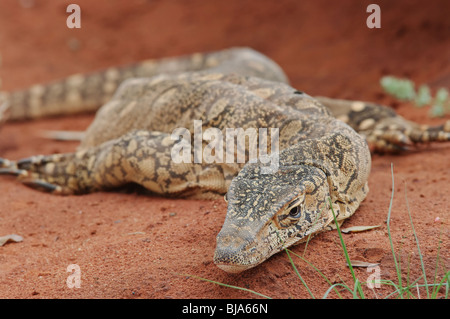 Monitor lizard stabilisce in rosso di deserto di sabbia Foto Stock