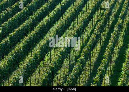 Grapevine in Kaiserstuhl, Achkarren, Germania Foto Stock