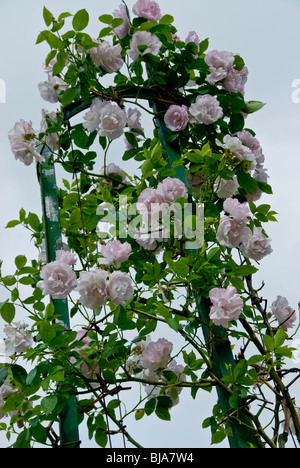 Parigi, Francia, Parchi pubblici, Close Up Pink, Fiori Bush, 'Giardini Bagatelle' nel Parco Boulogne Foto Stock