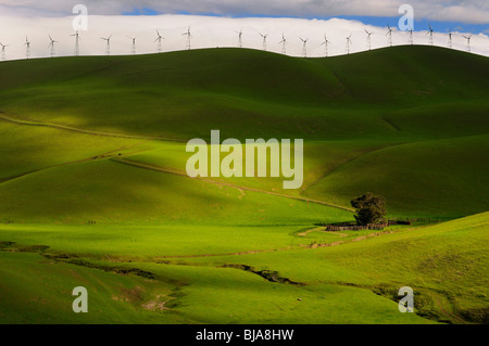 Pezzata sole invernale sul rotolamento erba verde colline di Altamont Pass hilltop wind farm green la generazione di energia elettrica in California usa Foto Stock
