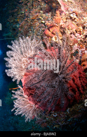 Crinoidi in Raja Ampat, Oceano Pacifico Foto Stock