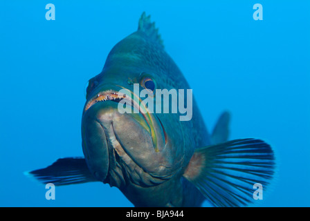 Yellowmouth cernia nel Golfo del Messico Foto Stock