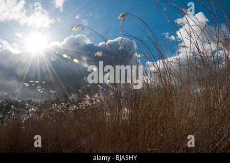 Canne contro il blu e il cielo velato nel Regno Unito Habitat delle paludi Foto Stock