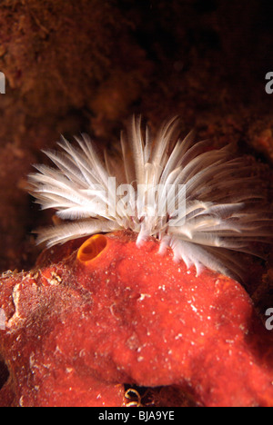 Crinoide sulla spugna rossa Foto Stock